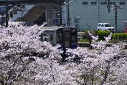 桜と列車