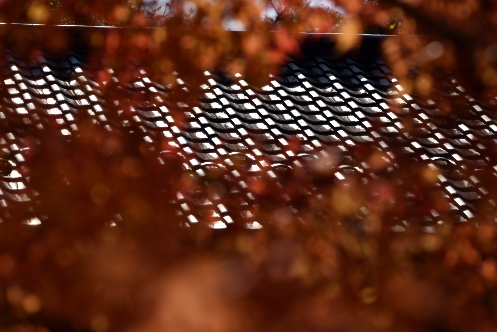 DSC_3753_00001.jpg