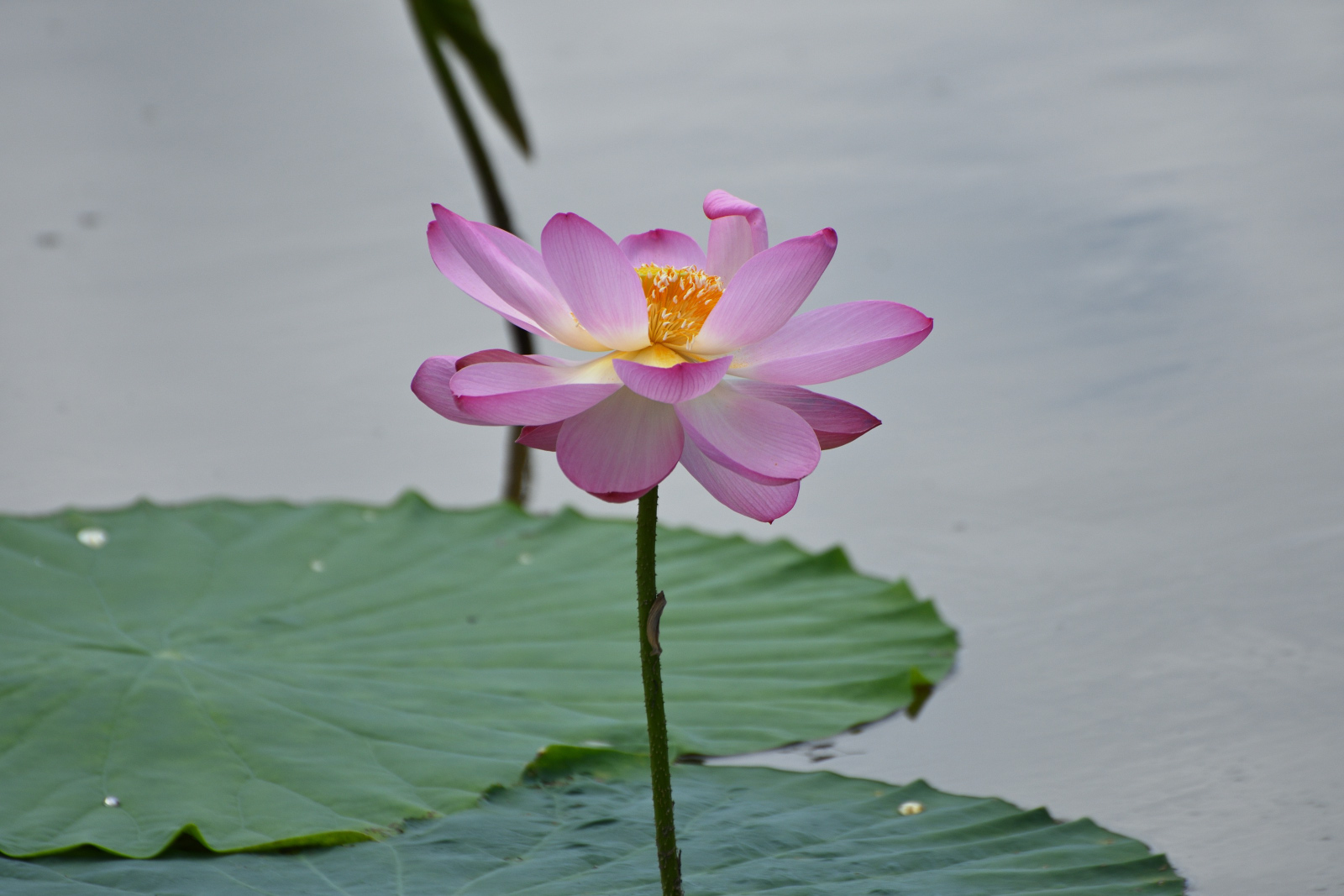DSC_5270.jpg