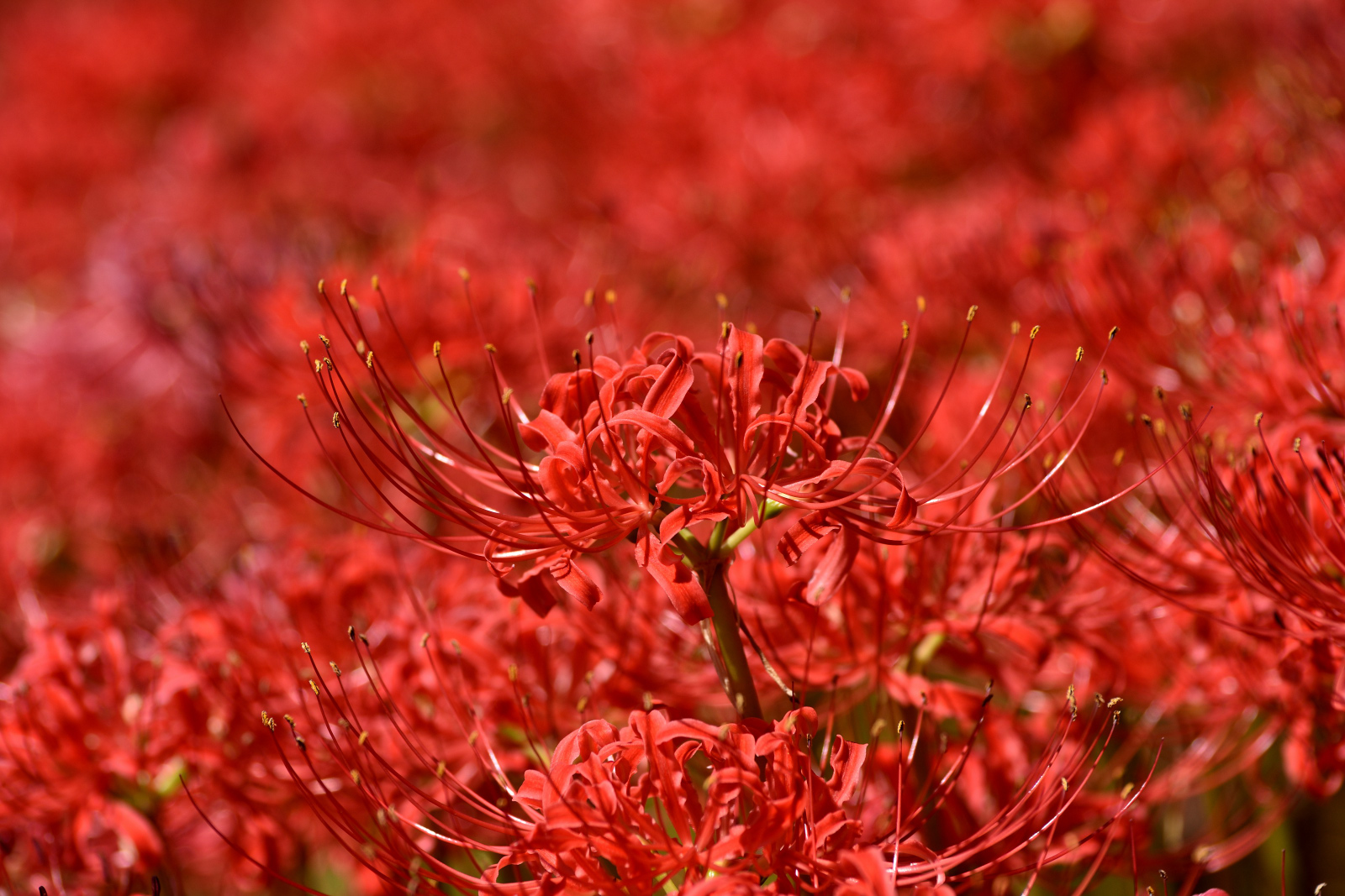 DSC_5360.jpg