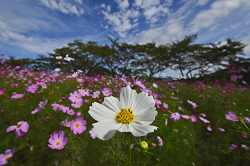 DSC_0132_thumb.png