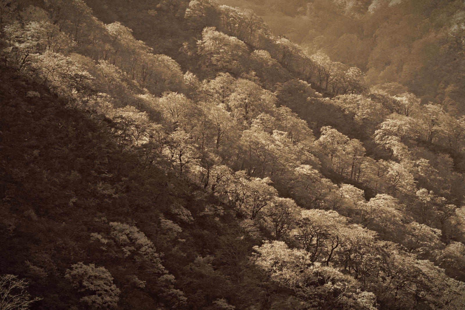 DSC_0438.jpg