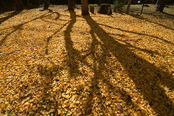 DSC_0701_thumb.png
