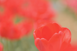 DSC_9298_thumb.png