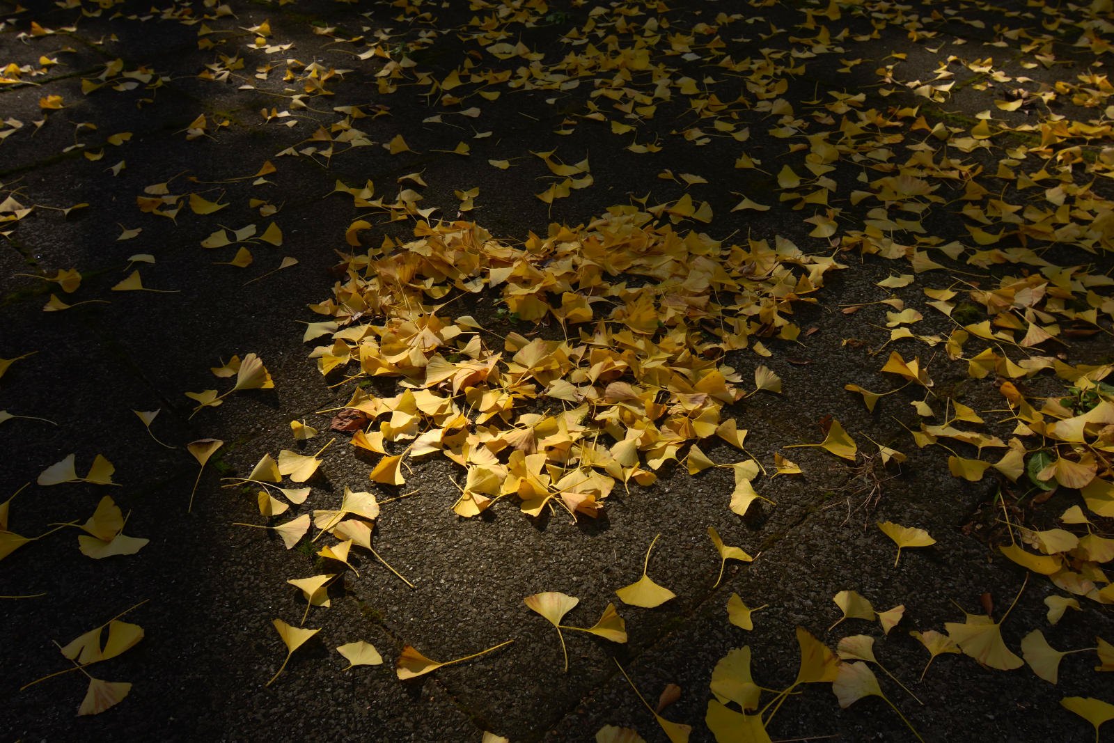 DSC_1991.jpg
